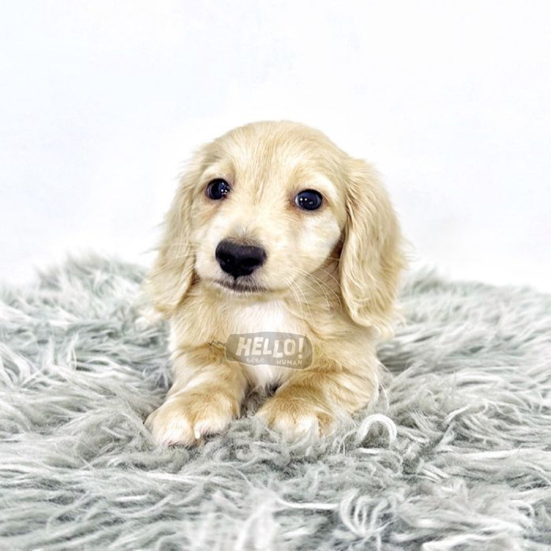 NICO Cream Longhaired Miniature Dachshund (Male)