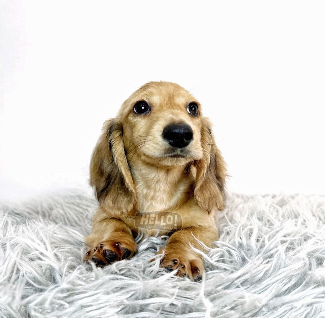 EKIN SHADED CREAM LONGHAIRED MINIATURE DACHSHUND MALE Hello Human Shop