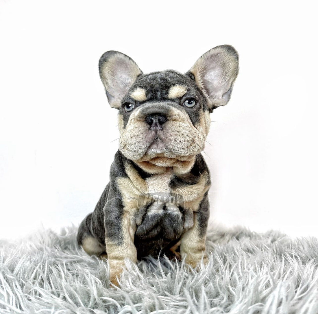 GOOBIE LILAC & TAN FRENCH BULLDOG (MALE)