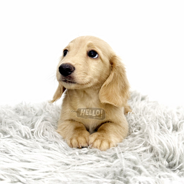 Ami English Cream Longhaired Miniature Dachshund (Male)