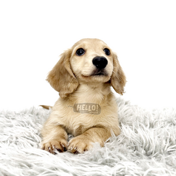 Kiran English Cream Longhaired Miniature Dachshund (Male)