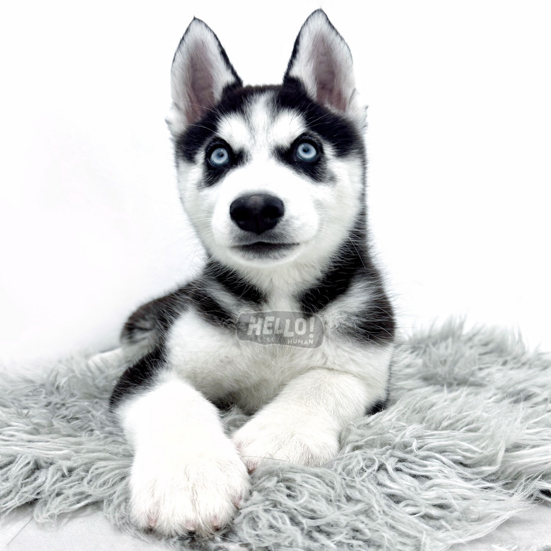 NYX BLACK & WHITE SIBERIAN HUSKY (MALE)