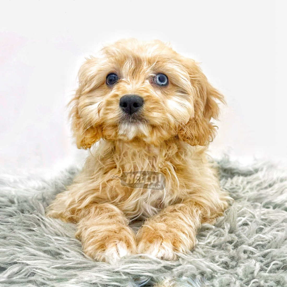 AERO CREAM CAVAPOO (MALE)