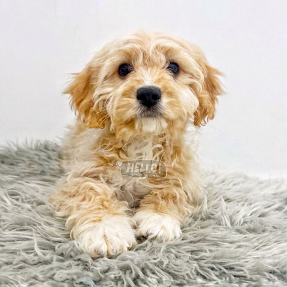 VOSS CREAM CAVAPOO (MALE)