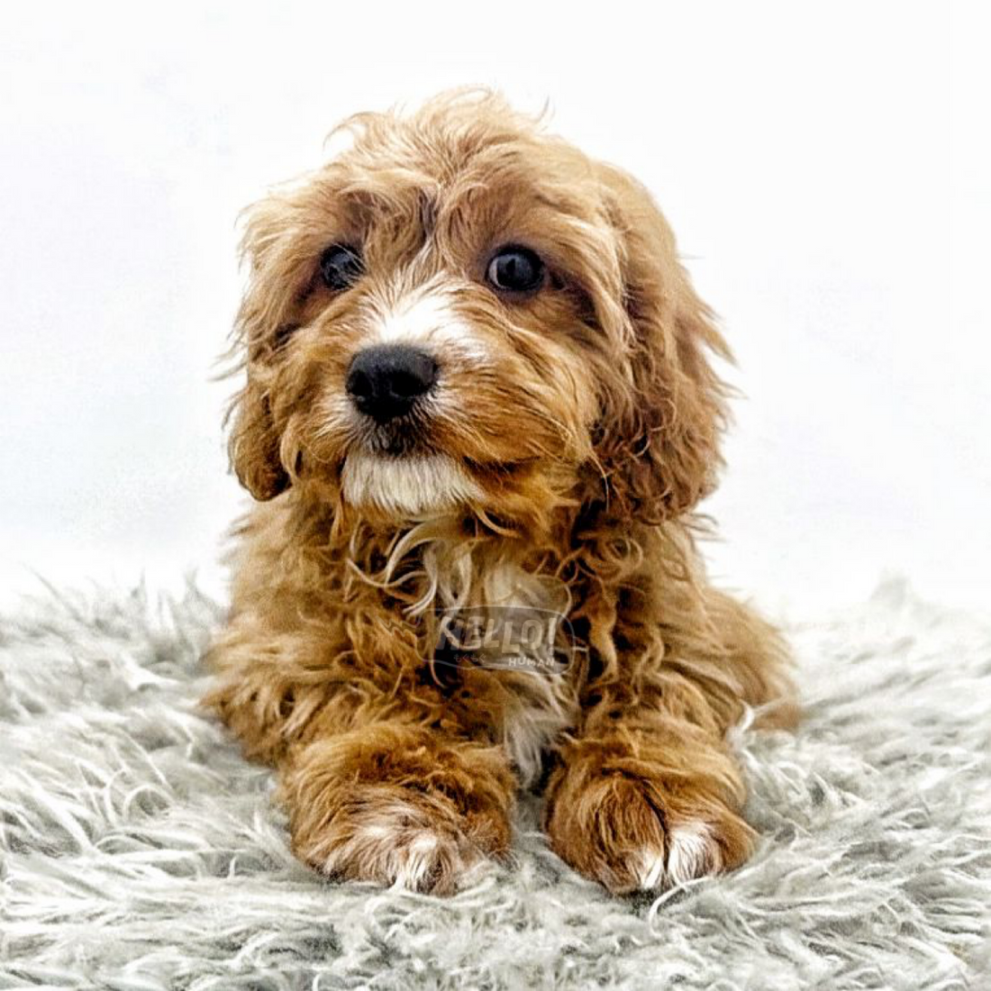 ZEPH RED & WHITE CAVAPOO (MALE)