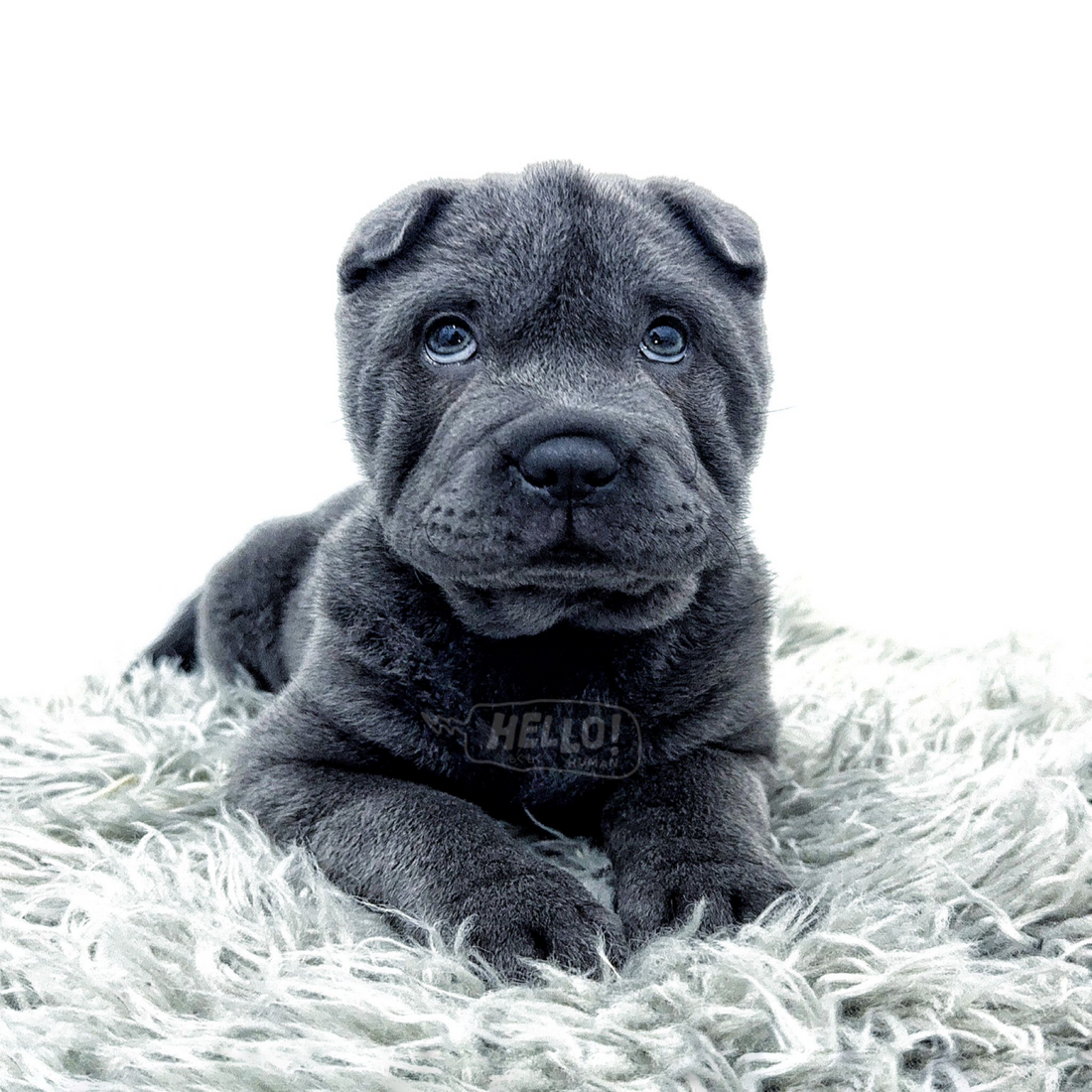 BEARIE BLUE BRUSH COAT SHAR PEI (FEMALE)