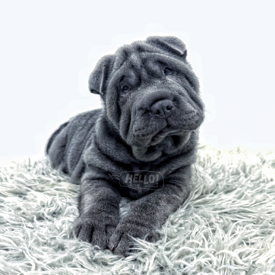 SNUFFIE BLUE BRUSH COAT SHAR PEI (MALE)