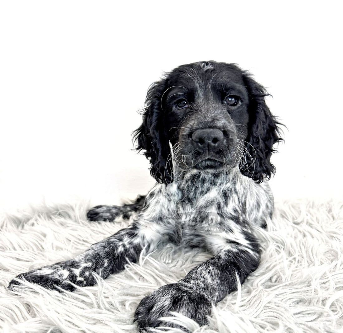 KAZILLA BLUE ROAN ENGLISH COCKER SPANIEL (MALE)