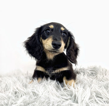 KYOGUU BLACK & CREAM LONGHAIRED MINIATURE DACHSHUND (FEMALE)