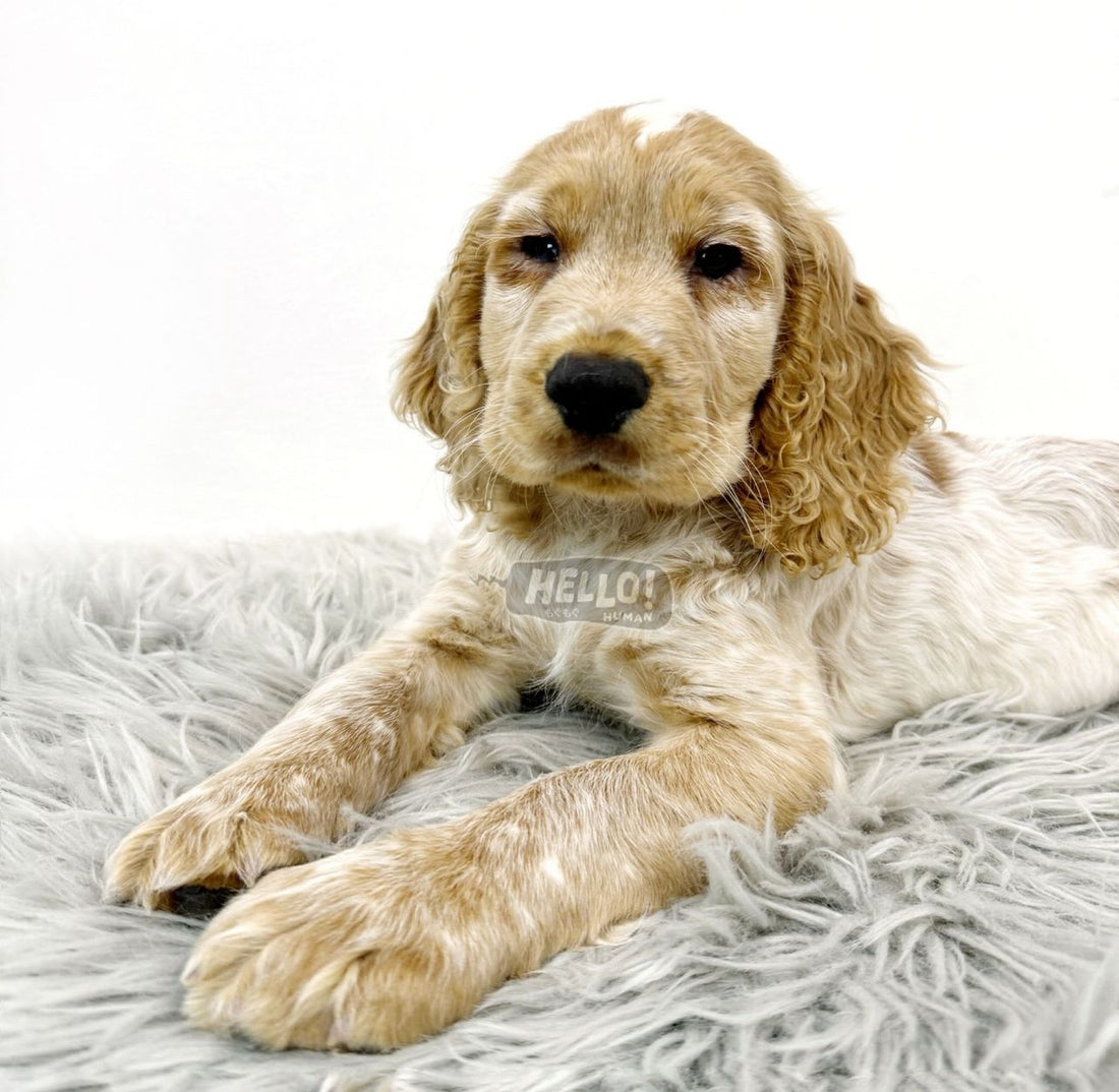 LIL EARL LEMON ROAN ENGLISH COCKER SPANIEL (MALE)