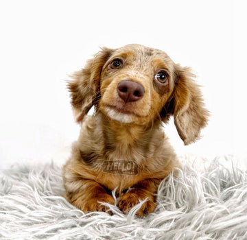 LIL LEFT EYE CHOCOLATE DAPPLE LONGHAIRED MINIATURE DACHSHUND (FEMALE)