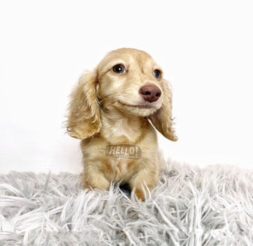 LIL SHAY CREAM LONGHAIRED MINIATURE DACHSHUND (MALE)