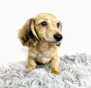 LIL YUNIKU SHADED CREAM LONGHAIRED MINIATURE DACHSHUND (FEMALE)