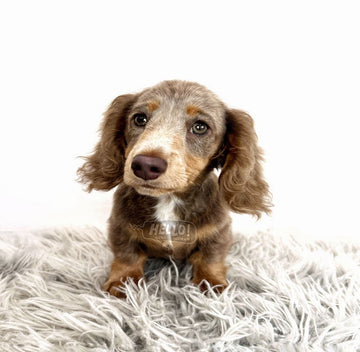 LIRA ISABELLA & TAN LONGHAIRED MINIATURE DACHSHUND (MALE)