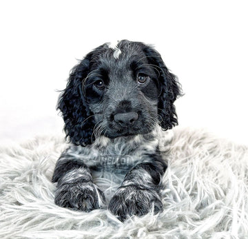 RAIKUU BLUE ROAN ENGLISH COCKER SPANIEL (MALE)