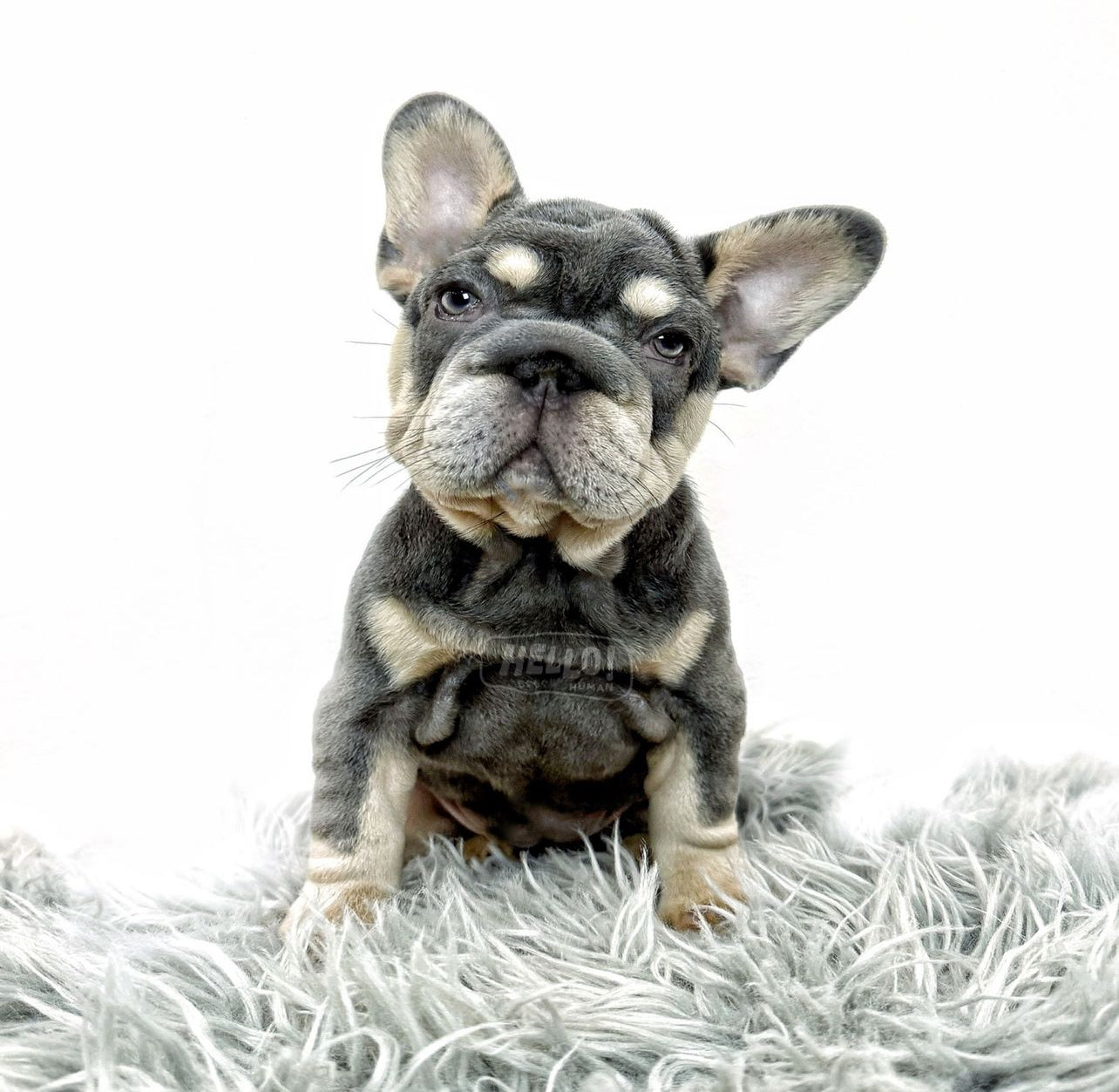 TISHA LILAC & TAN FRENCH BULLDOG (FEMALE) – Hello Human Shop