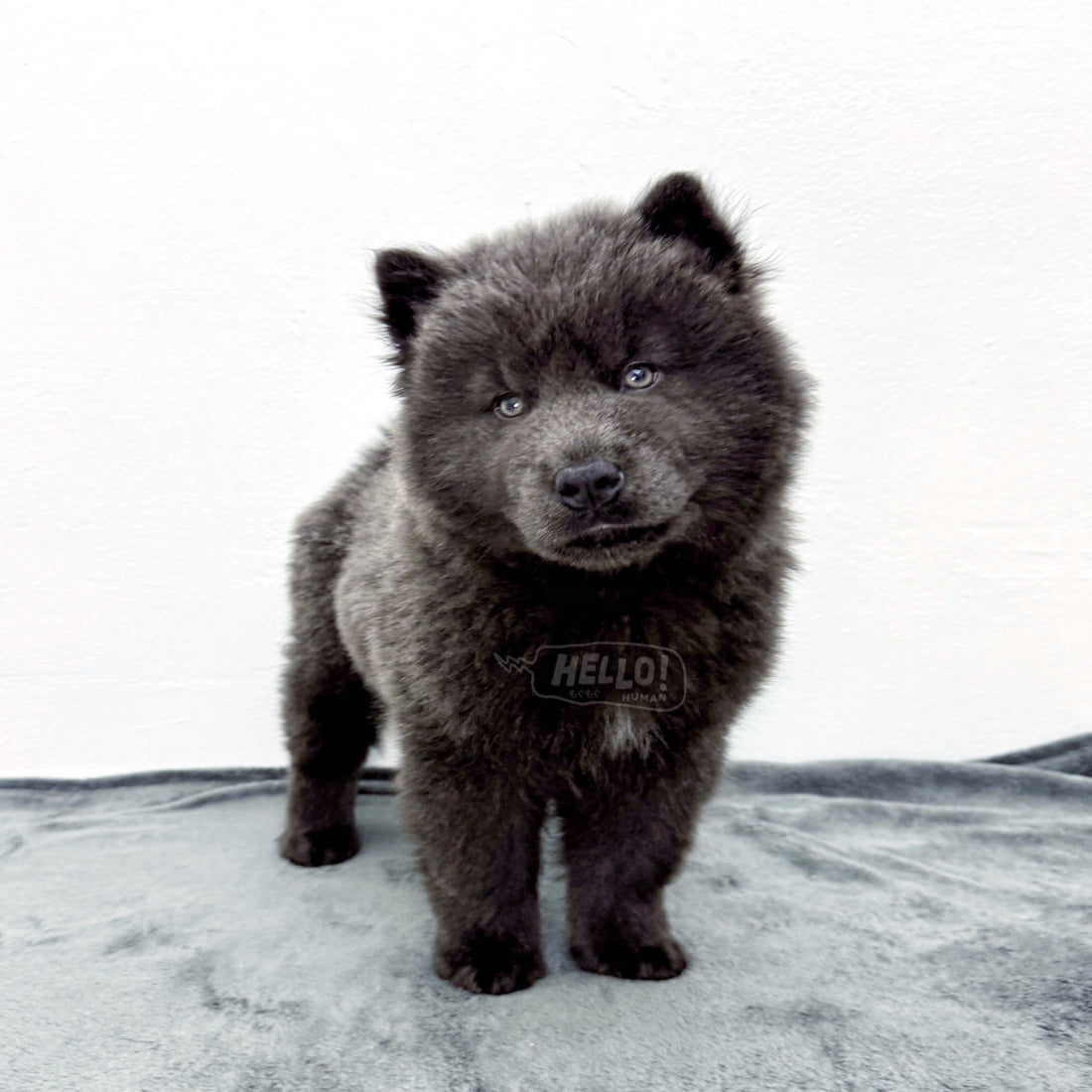 Luna Blue Chow Chow (Female)