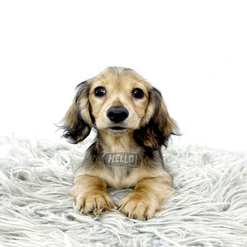 Munii Shaded Cream Miniature Dachshund (Female)