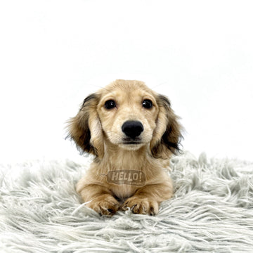 Onuu Shaded Cream Miniature Dachshund (Female)