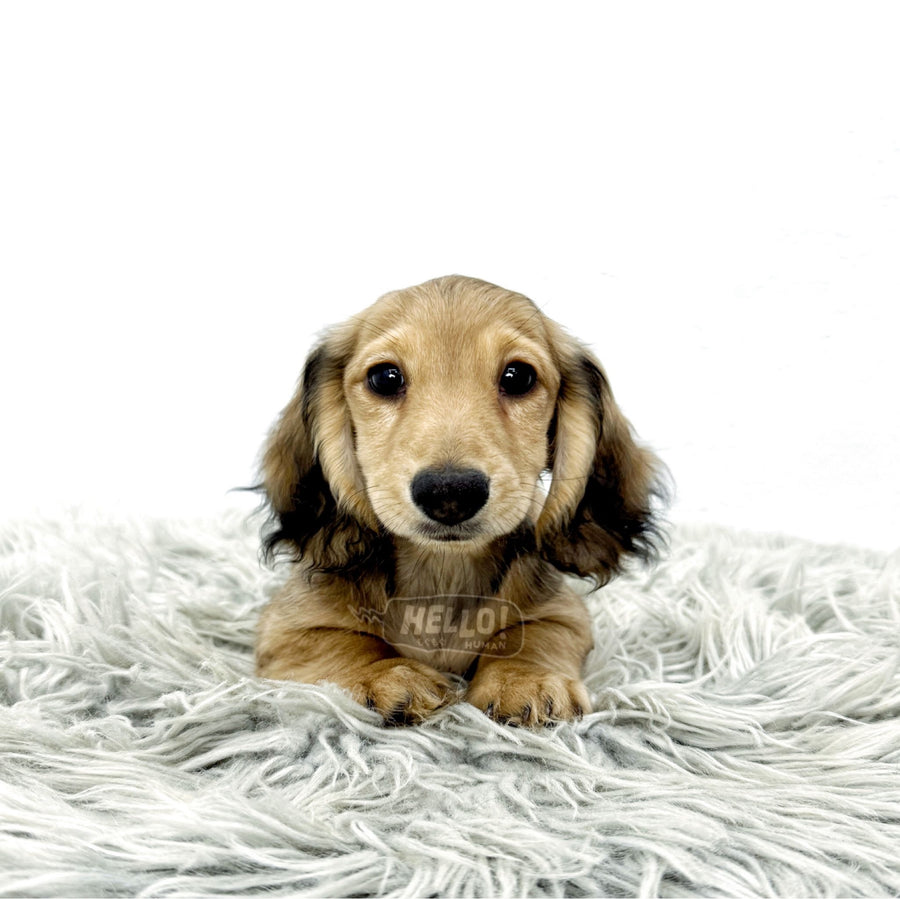 Kangol Shaded Cream Miniature Dachshund (Female)