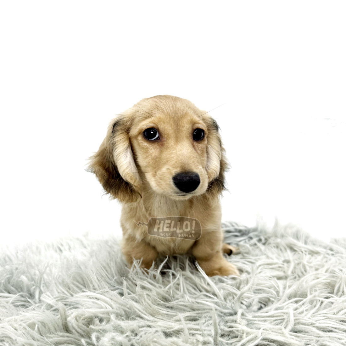 Koyo Shaded Cream Miniature Dachshund (Female)