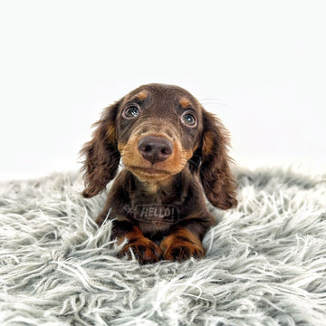 REAGAN CHOCOLATE & TAN LONGHAIRED MINI DACHSHUND (MALE)