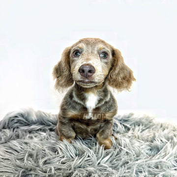 LIL POPPY ISABELLA & TAN LONGHAIRED MINI DACHSHUND (Male)