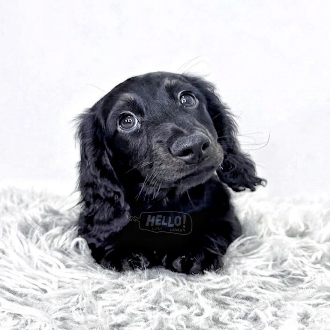 ZENO Black Longhaired Miniature Dachshund (Male)