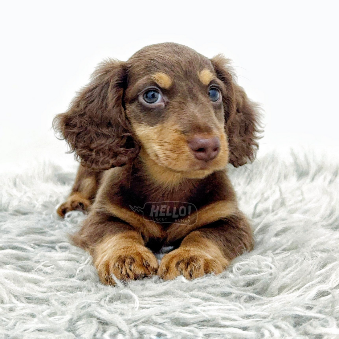 RAFFY Chocolate & Cream Longhaired Miniature Dachshund (Male)