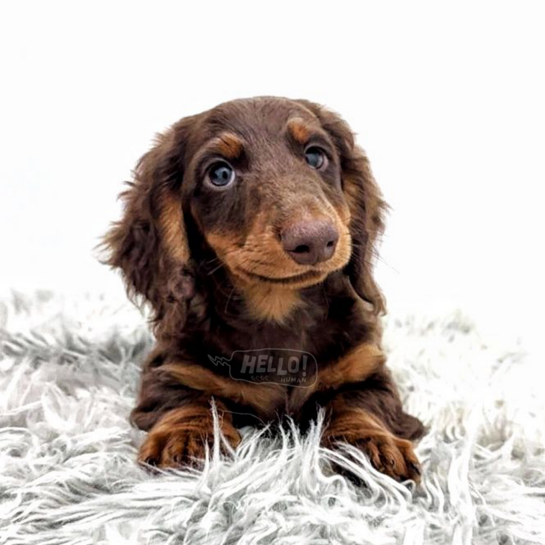 ROLO Chocolate & Tan Longhaired Miniature Dachshund (Male)