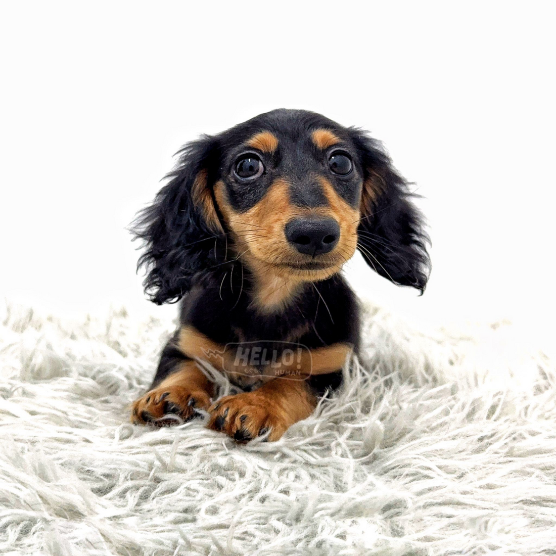 KIRO Black & Tan Longhaired Miniature Dachshund (Male)