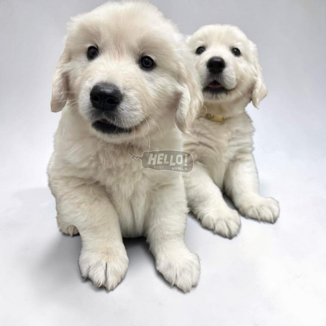 RIVEN & EIRA GOLDEN RETRIEVERS (MALE & FEMALE)