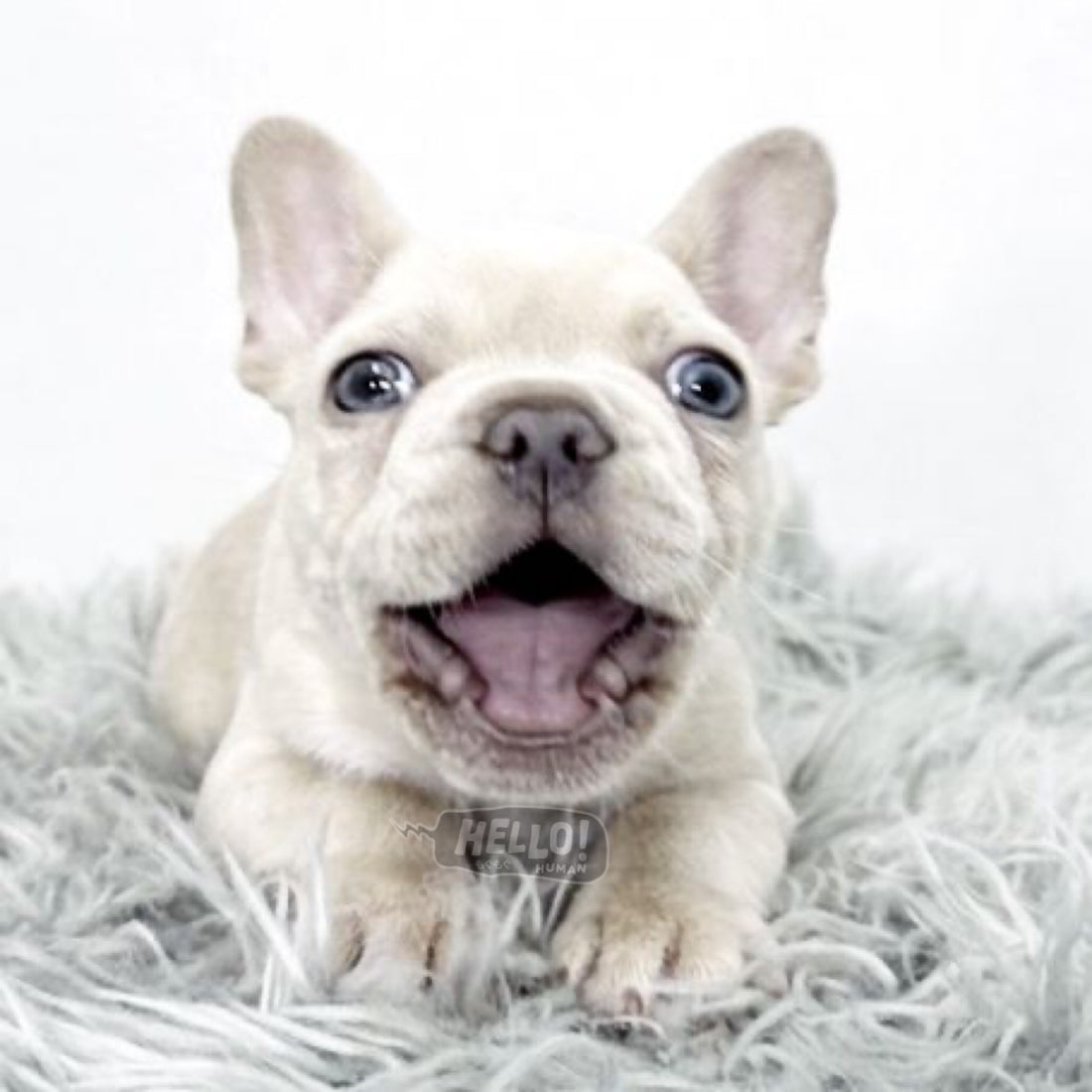 SOREN CREAM FRENCH BULLDOG (MALE)