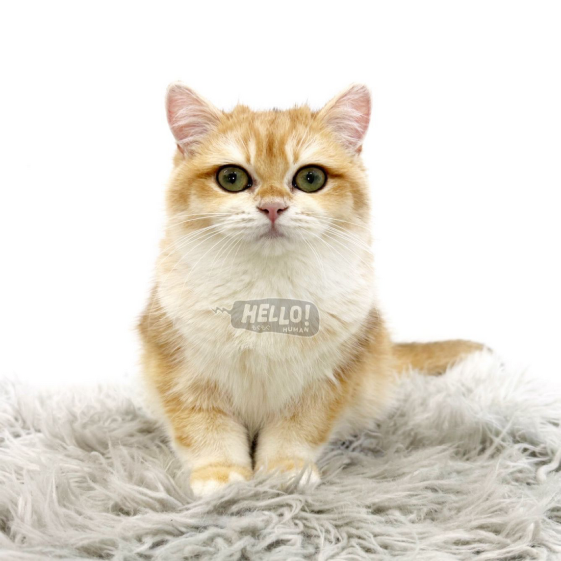 DRAGOST GOLDEN CHINCILLA BRITISH SHORTHAIR (BOY)