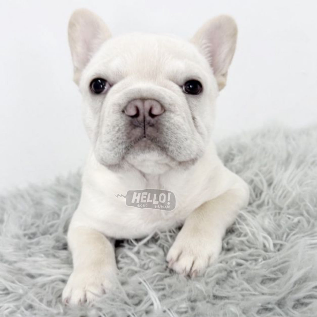 SORA CREAM FRENCH BULLDOG (FEMALE)