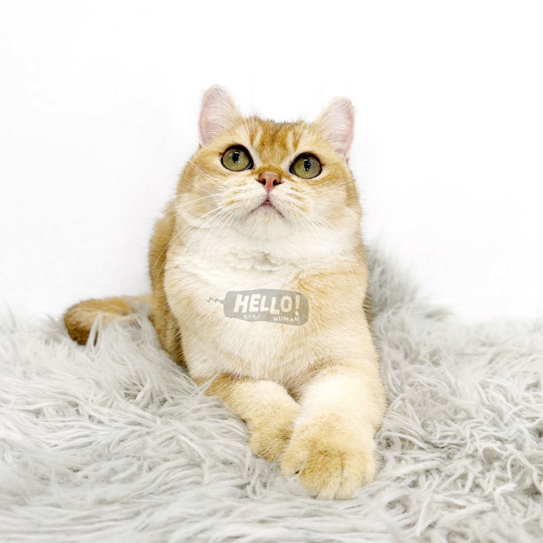 ZOLOTSE GOLDEN CHINCILLA BRITISH SHORTHAIR (BOY)