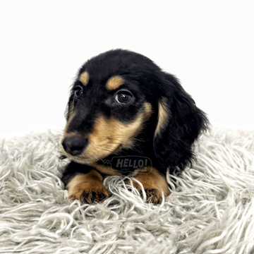 Maelon Black & Cream Long-haired Miniature Dachshund (Male)