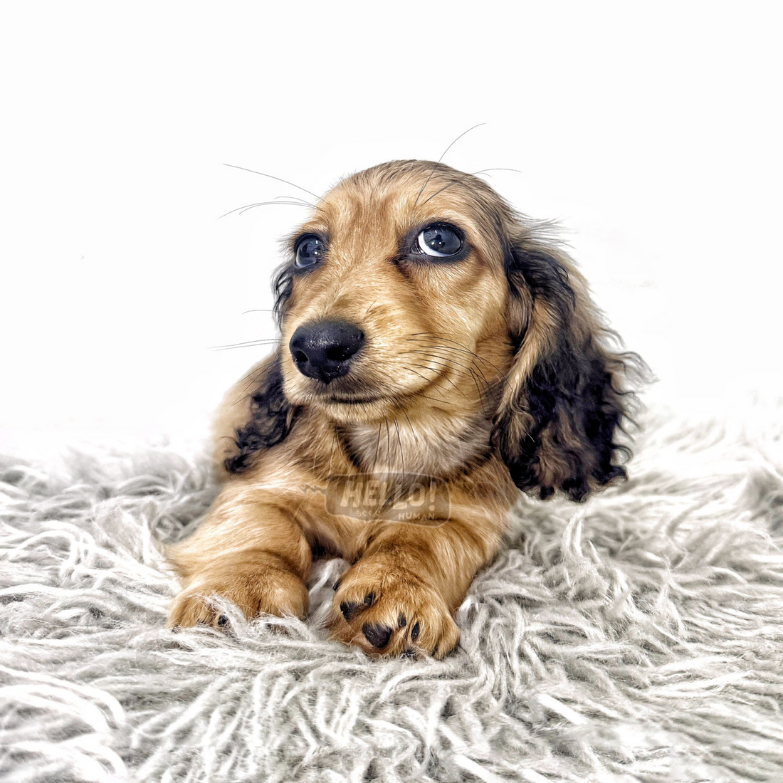 MOONPAW Shaded Cream Longhaired Miniature Dachshund (Male)