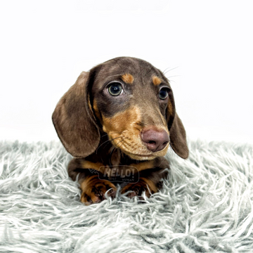 Leeno Chocolate & Tan Smooth-haired Miniature Dachshund (Male)