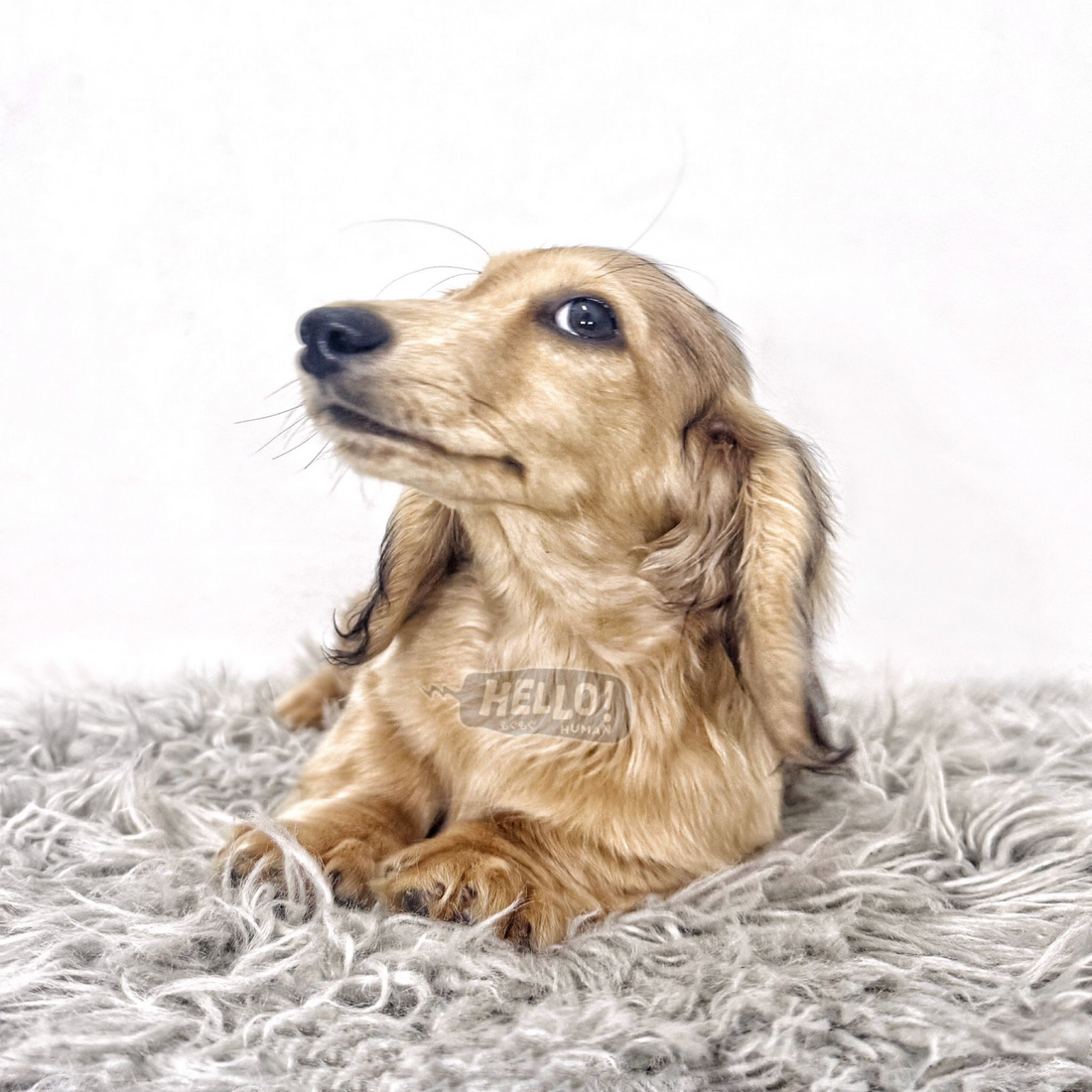 SUNBEAM Shaded Cream Longhaired Miniature Dachshund (Male)