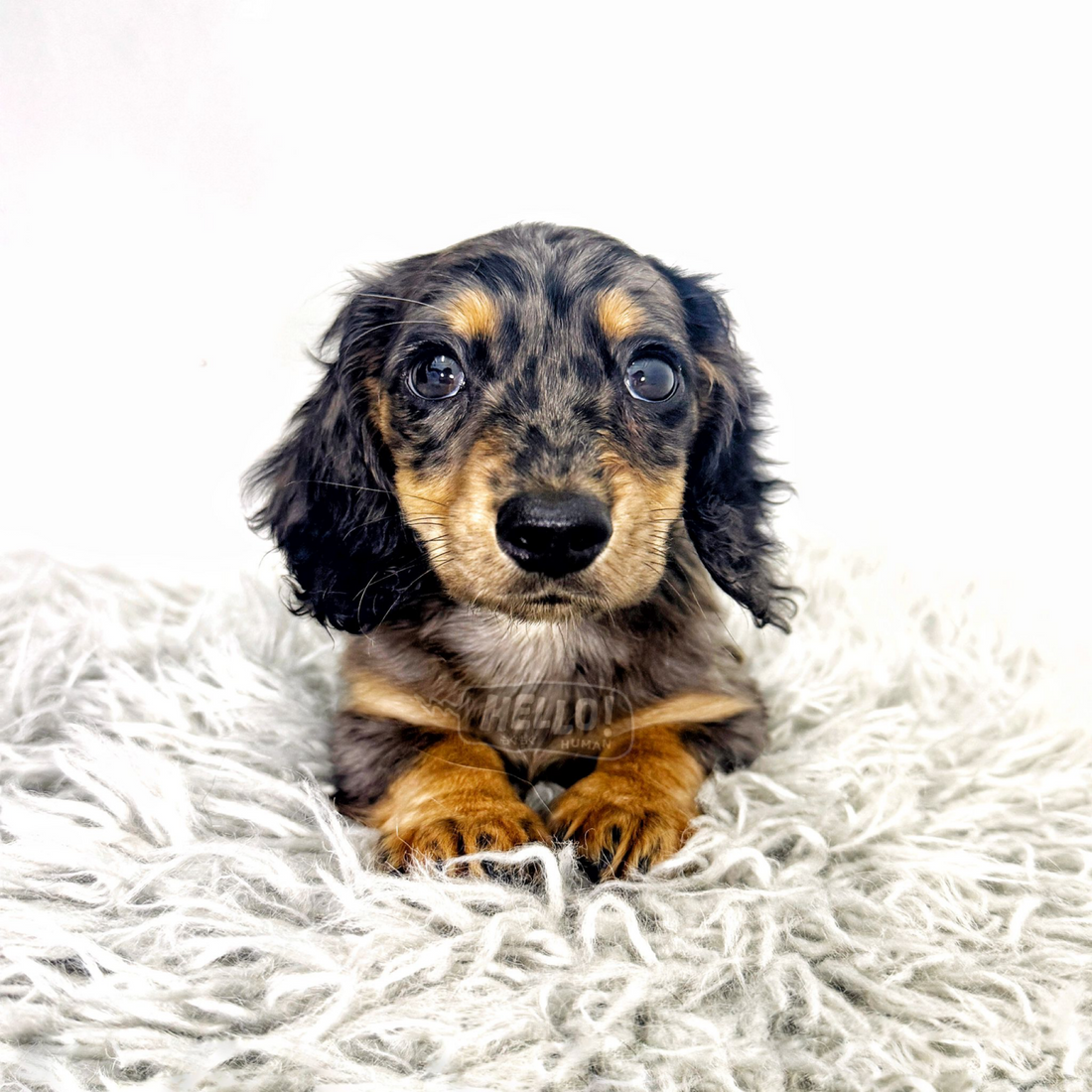 PEBBLEHEART Silver Dappled Longhaired Miniature Dachshund (Male)