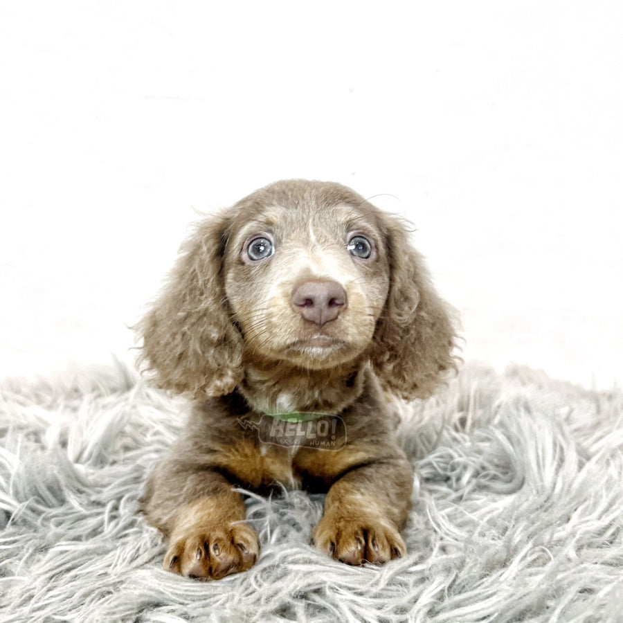 LIL YAYAH ISABELLA & TAN LONGHAIRED MINIATURE DACHSHUND (MALE)