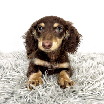 Fina Chocolate & Cream Long-haired Miniature Dachshund (Female)
