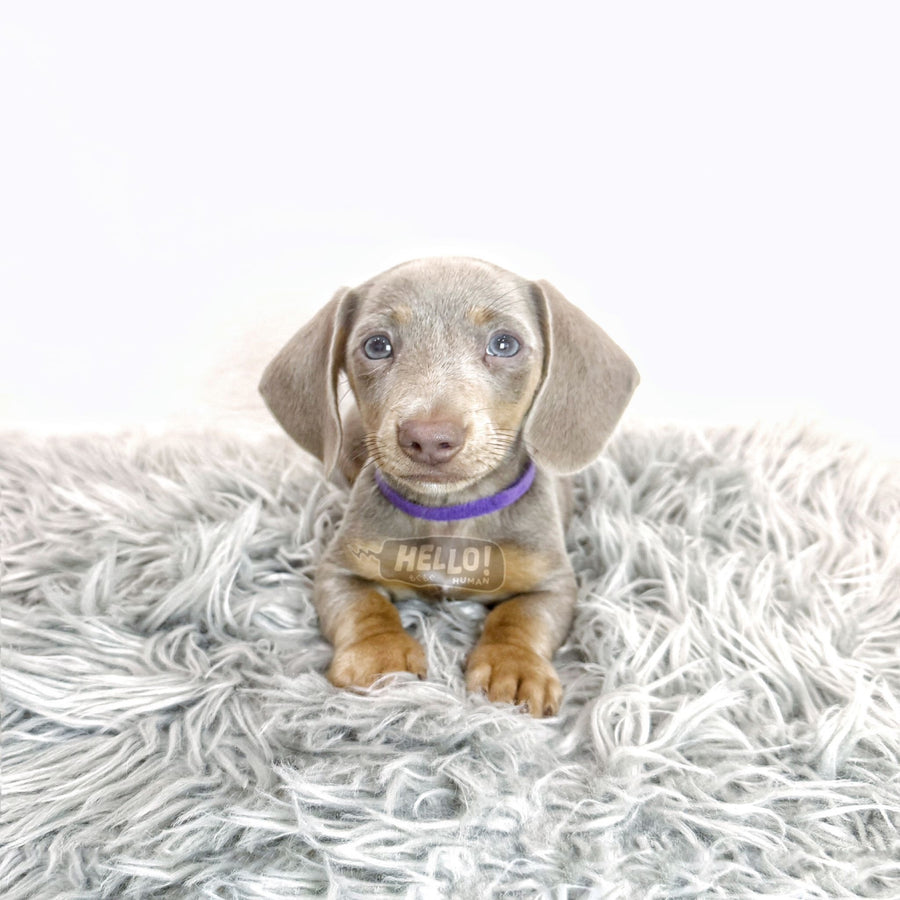 BOKUU ISABELLA & TAN SMOOTH-HAIRED MINIATURE DACHSHUND (MALE)