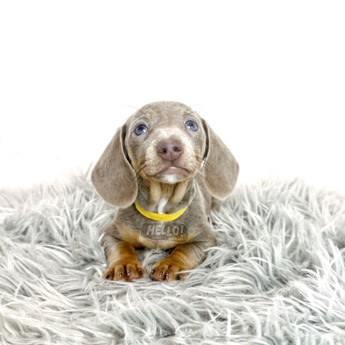 LOTTO ISABELLA & TAN SMOOTH-HAIRED MINIATURE DACHSHUND (FEMALE)