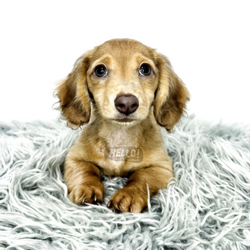 Auriel Shaded Cream Long-haired Miniature Dachshund (Female)