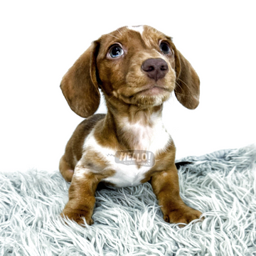 Amorin Red Dappled Smooth-haired Miniature Dachshund (Male)