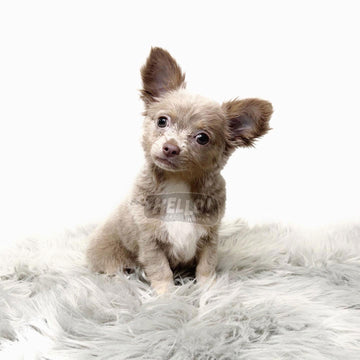 Astra Lilac & Tan Long-Haired Chihuahua (Female)