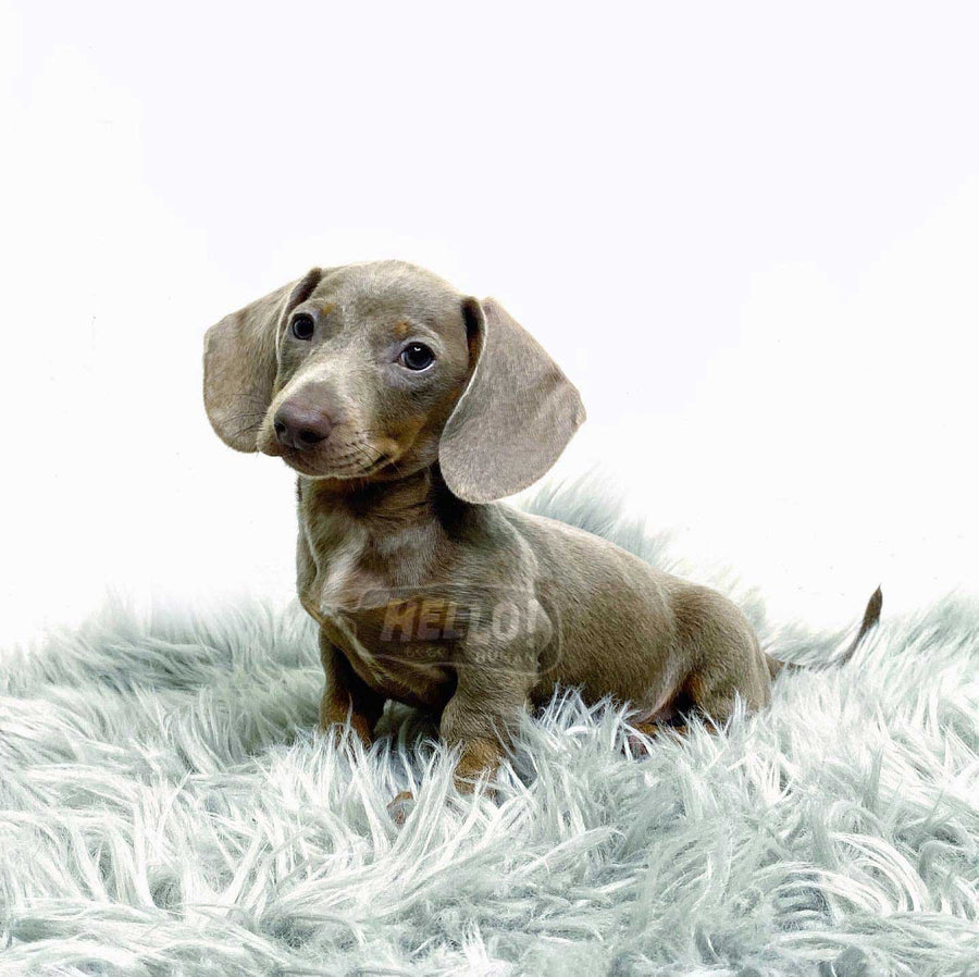 Lil Uni Isabella & Tan Smooth-Haired Miniature Dachshund (Male)