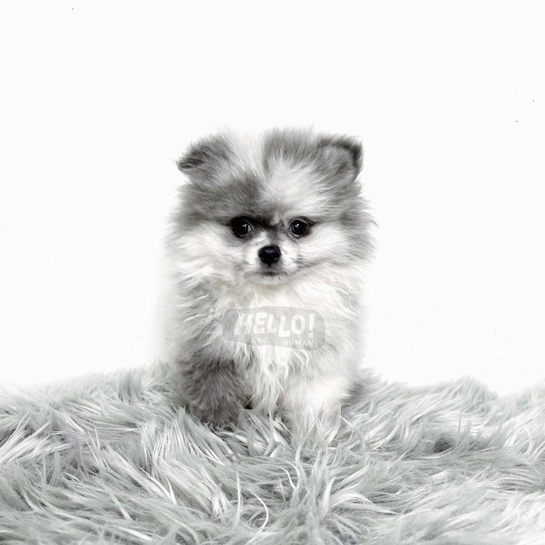 Hiroshi Blue Merle Mini Pomeranian (Male)